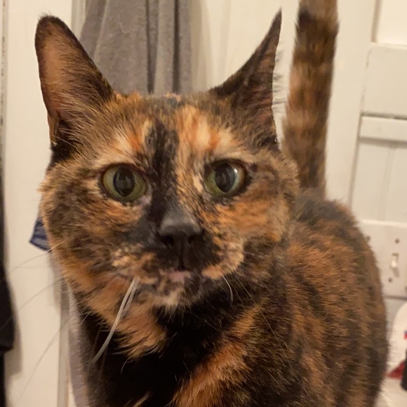 Meet your Posher, Ashlyn - Picture 1 of 10